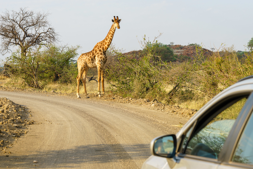 A Complete Guide to Planning Your Uganda Safari